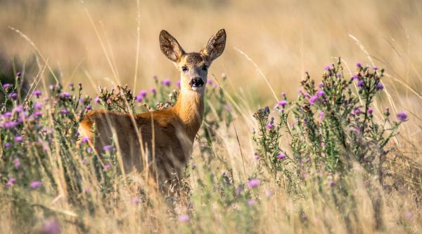 video imagini rare cu un pui de caprioara surprinse in parcul natural comana