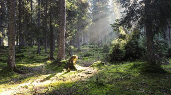 strategia forestiera ar trebui sa sustina protejarea padurii si bioeconomia tarii