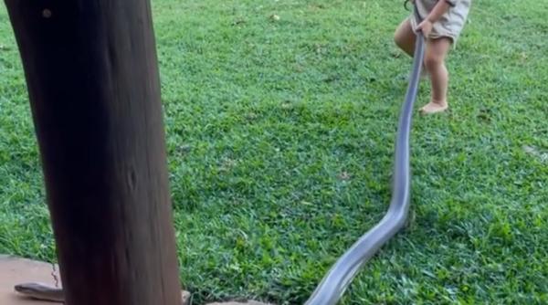 video copil de 2 ani filmat de tatal sau in timp ce taraste un piton viu pe iarba