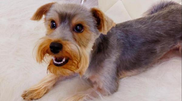 oana zavoranu ofera recompensa atac dur la adresa celui care i a furat cainele