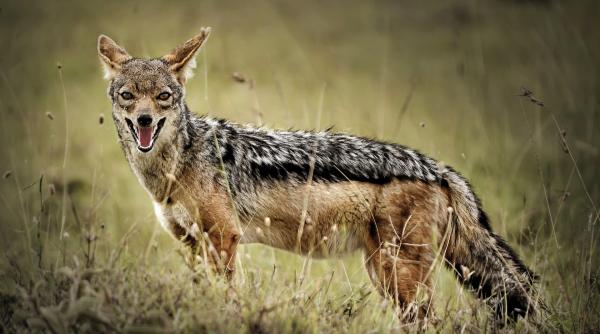 sacalii din delta dunarii amenintare pentru fauna dar si pentru oameni tibuleac se dezvolta necontrolat peste 6000 lucrurile treneaza