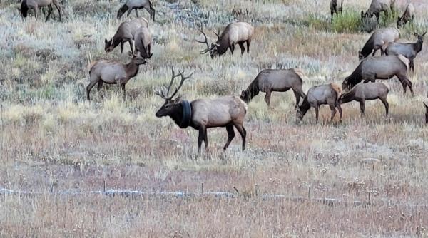 un elan a stat doi ani cu o anvelopa in jurul gatului