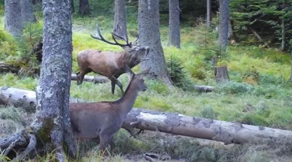 imagini spectaculoase cu bocanitul cerbilor in apuseni ritualul de o frumusete aparte surprins de camerele de filmat