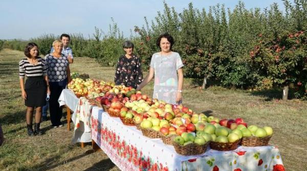 mergi la cules de mere si pleci acasa cu ele la 1 leu kg  program inedit al institutului de cercetare   dezvoltare pentru pomicultura