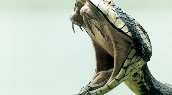 un barbat si a ucis sotia cu o cobra dupa ce nu a reusit sa o omoare cu o vipera