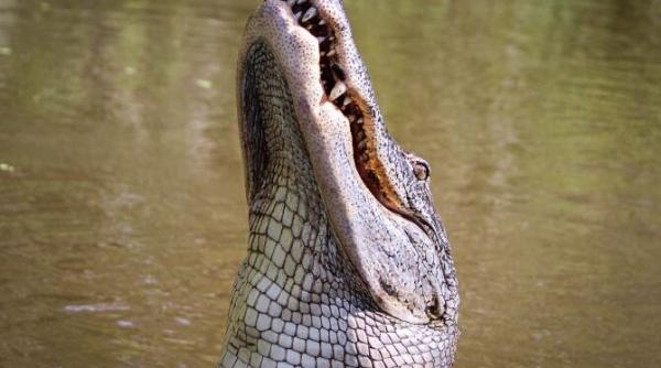 o fetita a fost ucisa de un crocodil in timp ce se afla la scaldat