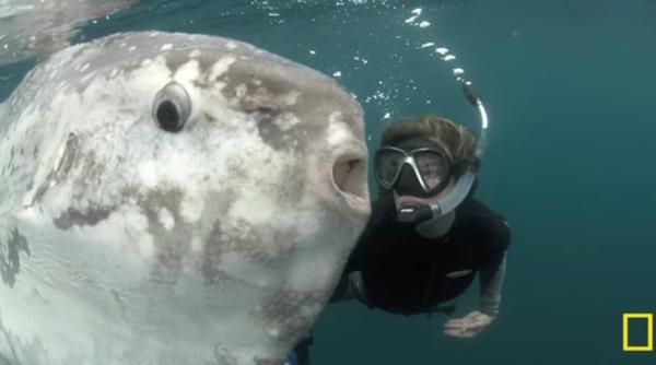 un peste luna cu o greutate record de 2 tone descoperit de biologi