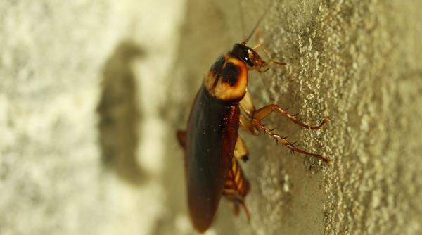 cum sa scapi de gandacii de canalizare metode simple si eficiente