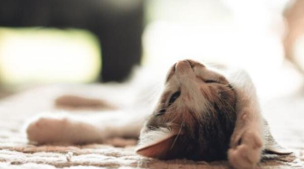 sindrom rar o pisica de doar 5 luni arata batrana si trista ce este ehlers danlos video