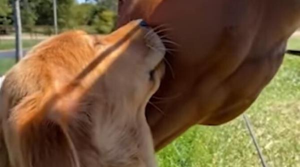 lectie pentru oameni prietenia deosebita dintre un catel si un cal imagini virale