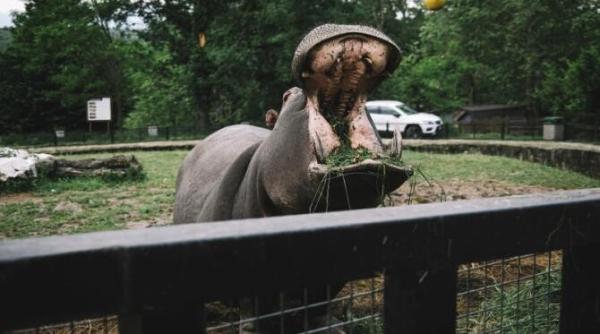hipopotamii lui pablo escobar recunoscuti ca persoane juridice in sua ii va ajuta sa nu moara