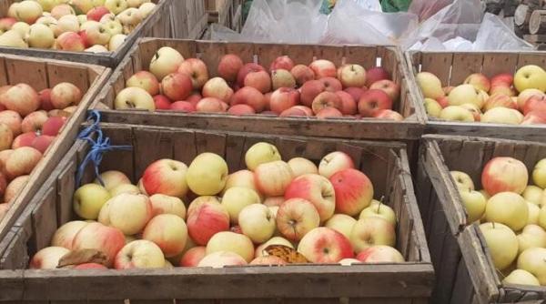 un agricultor a donat patru tone de mere copiilor si adultilor din centre de plasament