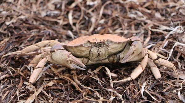 morman de crustacee si alte creaturi marine vii si moarte pe o plaja din marea britanie