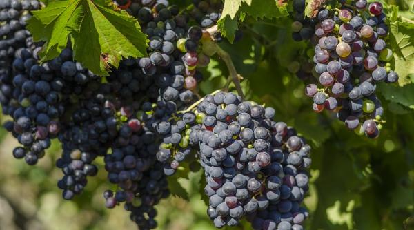 cei mai buni struguri pentru vinul rosu top 3 soiuri