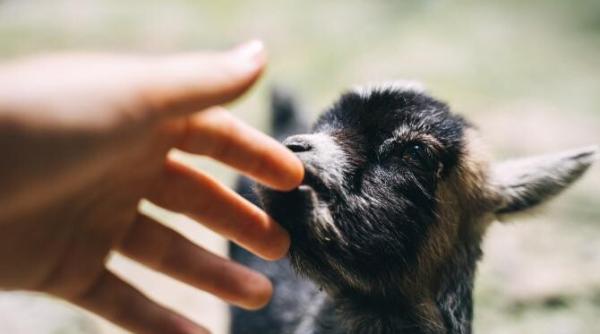 prietenie inedita un ied si un pui de maimuta sunt de nedespartit