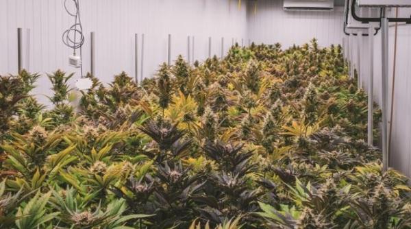 plantatiile de canabis prospera in kandahar in pofida angajamentelor talibanilor