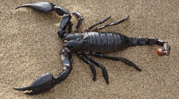 descoperire impresionanta fosila antica a unui scorpion mare cat un caine gasita in ape