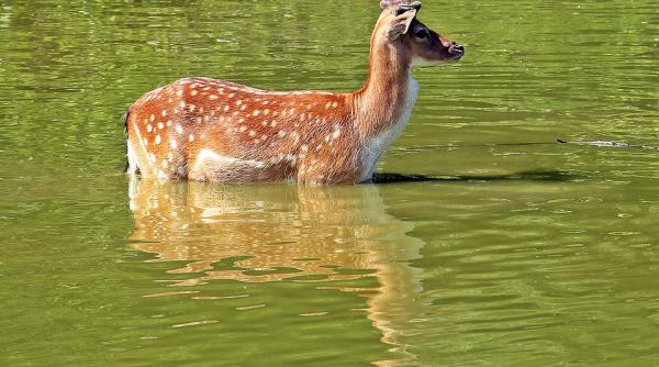 video caprioara filmata in timp ce traversa inot lacul bicaz