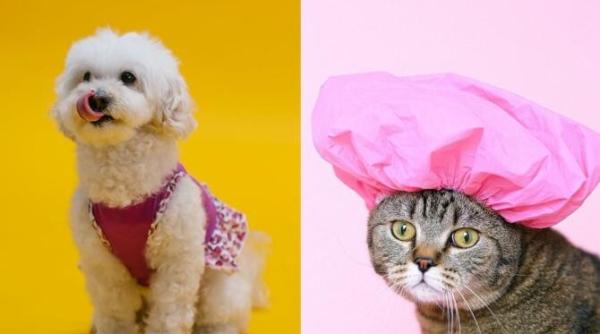 cainele perfect pentru zodia ta vs pisica perfecta pentru tine