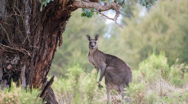 de ce cuvantul cangur se traduce nu inteleg tu stiai