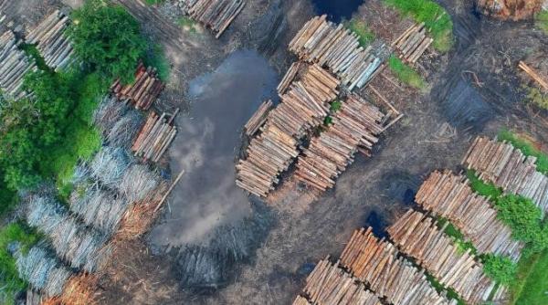 liderii lumii promit sa opreasca defrisarile pentru binele planetei