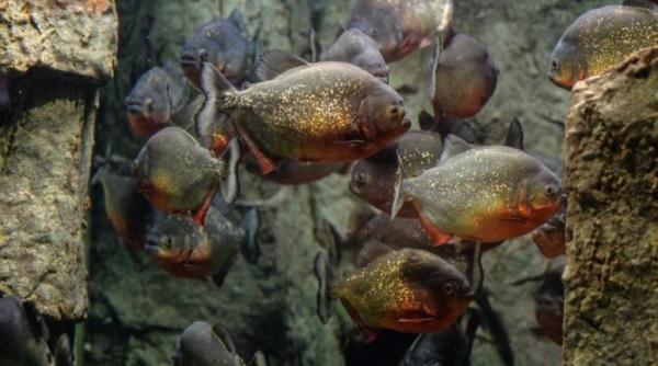 a vrut sa scape de un roi de albine si a sfarsit devorat de pesti piranha intr un lac