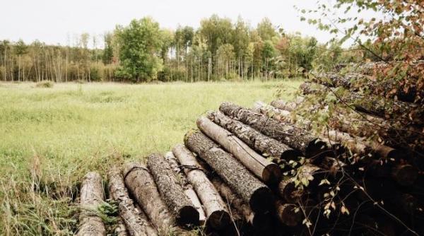 cati copaci se taie in lume