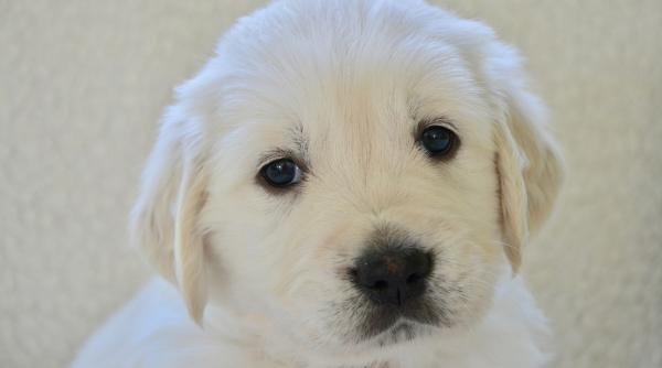 cercetatorii au descoperit de ce cainii inclina usor capul intr un mod adorabil atunci cand vorbim cu ei