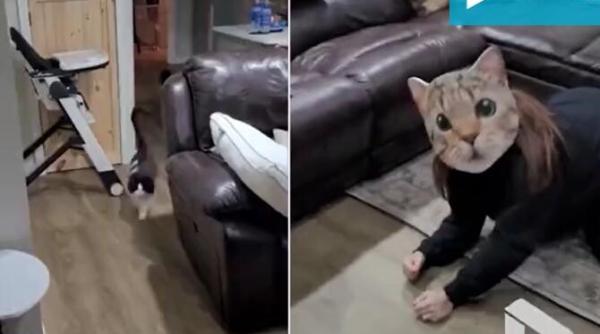 o femeie si a speriat groaznic pisicile din casa dupa ce si a pus o masca de felina farsa virala