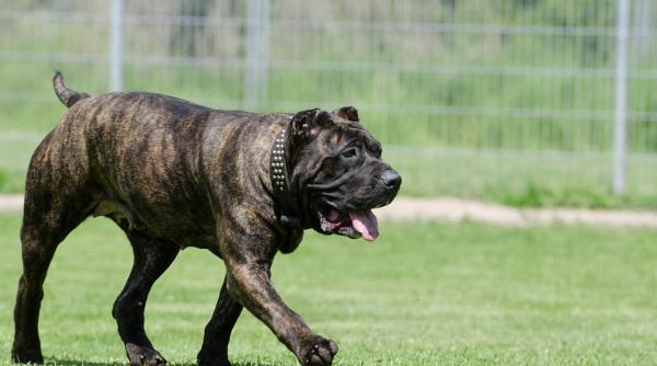 un copil de 3 ani din mangalia a murit dupa ce a fost muscat de cap de cainele familiei mare atentie la aceasta rasa