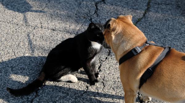 varianta de covid 19 identificata la caini si pisici au luat virusul de la stapani