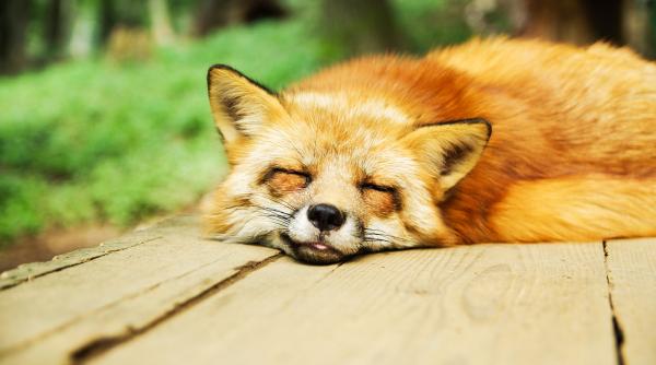 o familie a cumparat un caine care s a dovedit a fi o vulpe incepuse sa fugareasca gainile si ratele din imprejurimi