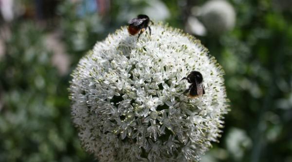bulai  povestire tare cu ceapa verde  inainte de 1990  aceste metehne au ramas  nu s a schimbat nimic