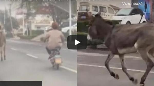 un magar a fugit din curtea unui restaurant unde urma sa fie sacrificat imagini virale