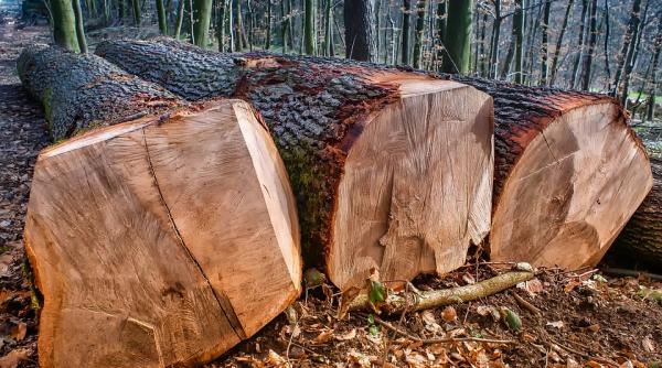 un padurar a fost batut crunt de hotii de lemne dupa ce i a prins la furat