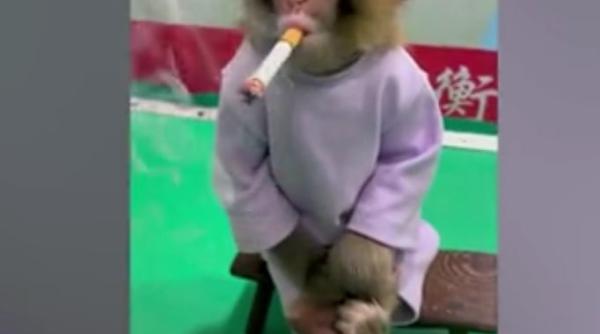 video maimuta de la zoo fortata sa fumeze pentru o campanie anti fuma