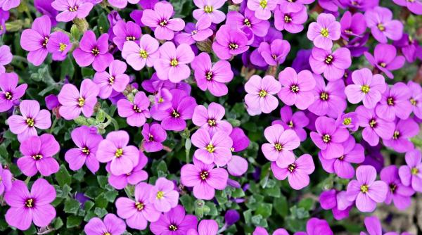 3 motive sa folosesti bicarbonatul de sodiu in gradina truc pentru a prelungi durata de viata a florilor din vaza