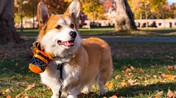 caine corgi ucis cu levierul de o echipa de preventie covid 19