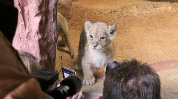 trei pui de leu vedetele unei gradini zoo din germania video