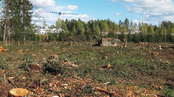 importurile de alimente si lemn din zonele defrisate ar putea fi interzise in ue