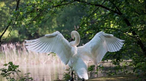 alerta sanitar veterinara gripa aviara confirmata la o lebada de vara in judetul calarasi