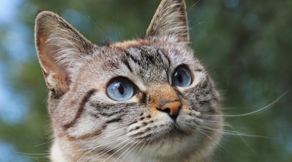 bebelus abandonat intr o canalizare salvat de pisici