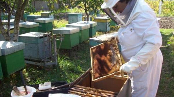 apicultorii pot depune cereri pentru acordarea ajutorului de minimis incepand de vineri