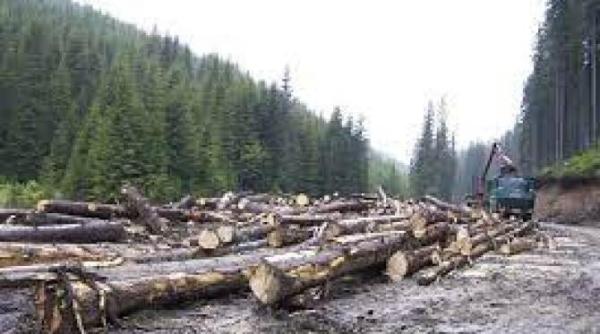 asociatia prolemn blocarea accesului la resursa de lemn echivalenta cu oprirea reactoarelor de la cernavoda