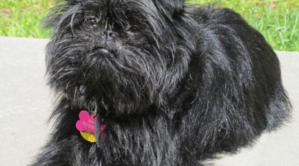 affenpinscher cainele maimuta de ce nu este un caine ideal pentru copii ce trebuie sa stii inainte sa cumperi aceasta rasa