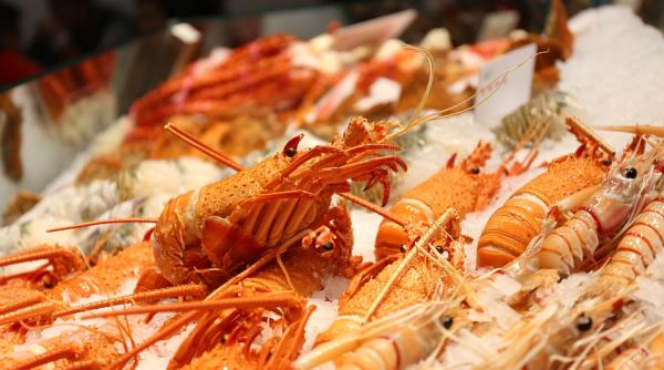 homarii crabii si caracatitele pot sa simta durerea studiu