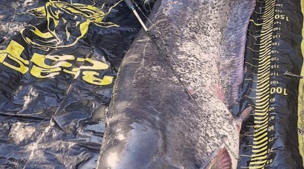 un somn de peste doi metri a fost pescuit la galati