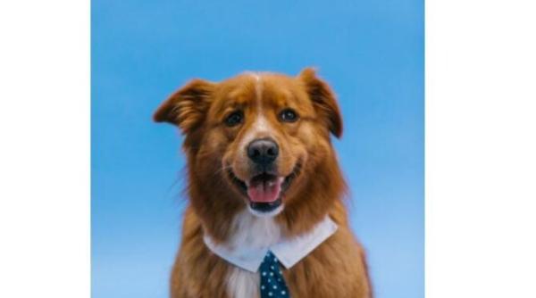 gestul pe care il faci aproape zilnic insa cainele tau il uraste