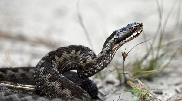un barbat si a injectat venin de vipera in sange timp de 32 de ani sustine ca l a inviorat