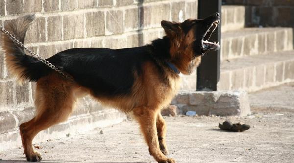 o fetita a fost muscata de fata de un caine